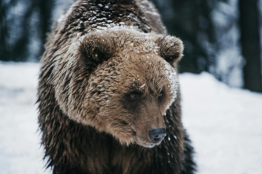 Bear Put Spread: protegendo-se contra quedas